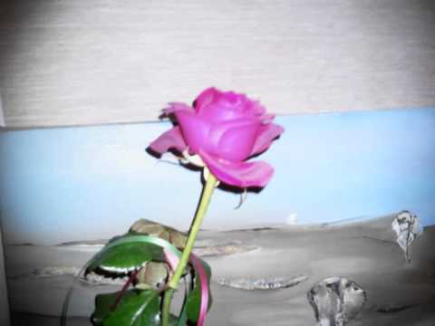 YASAR AYDIN salut a tous 5 international love