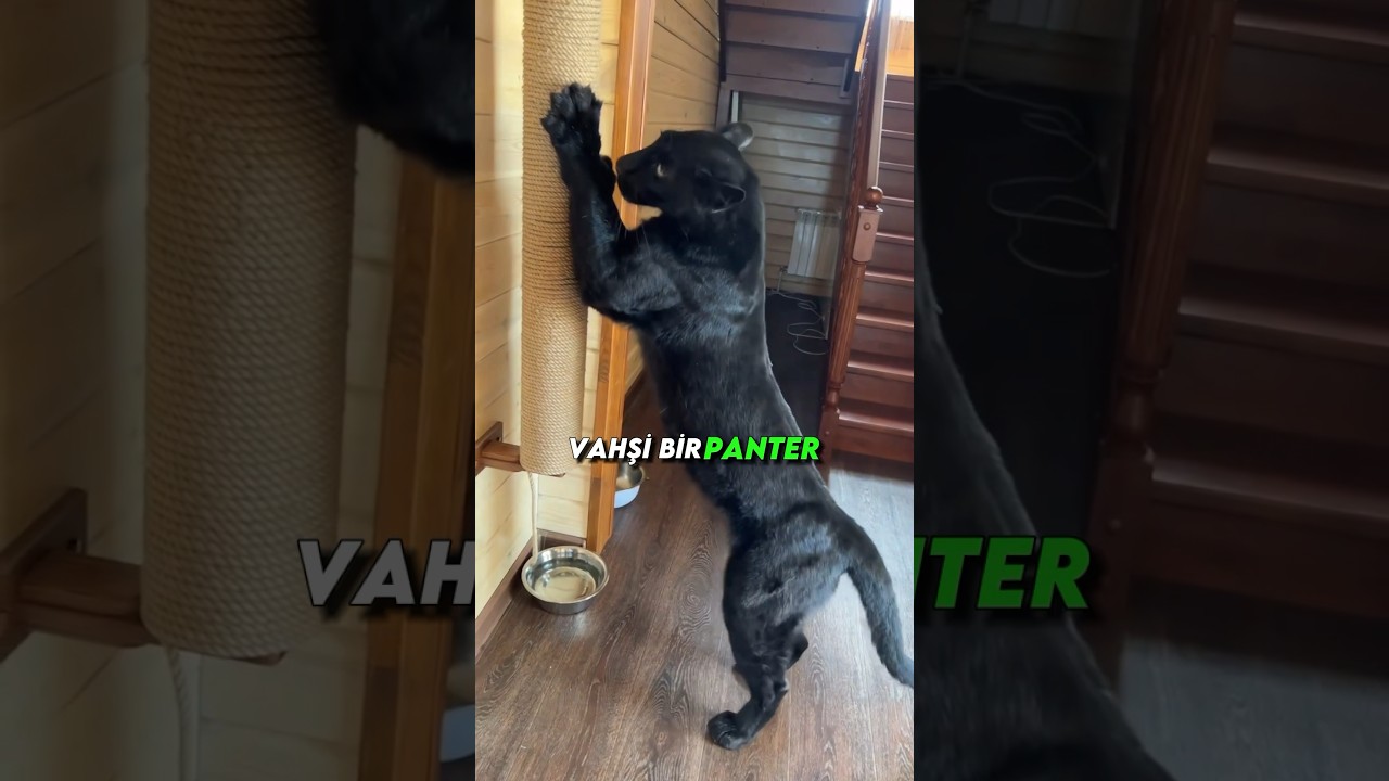 YAVRU PANTERİ Kedi Diye Evine Alıp BÜYÜTEN Kadın 🐆#shorts