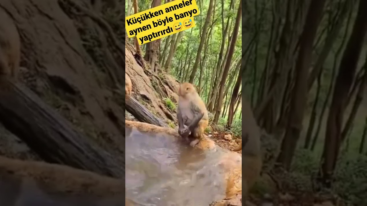 YAVRUSUNA ZORLA BANYO YAPTIRAN ANNE MAYMUN 😂😂