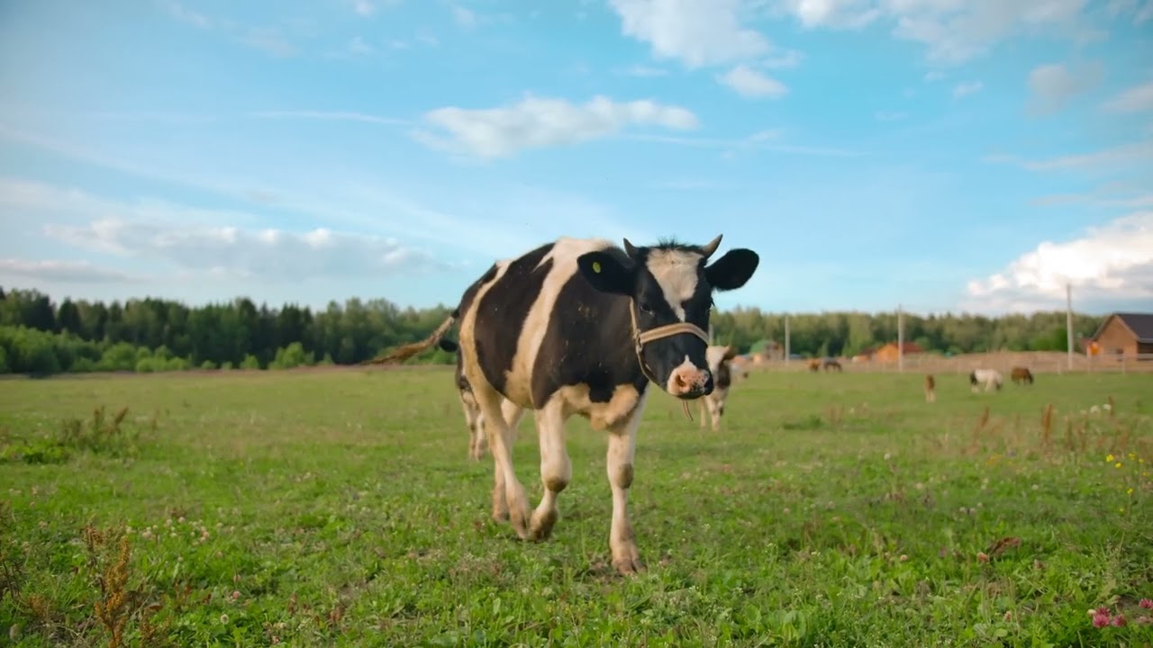 Yeşillik Üstünde Yürüyen İnek | TELİFSİZ VİDEO| Cow walking in green field