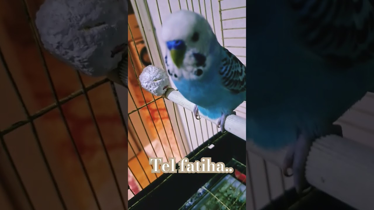 yeni kus aldik hamile cikti