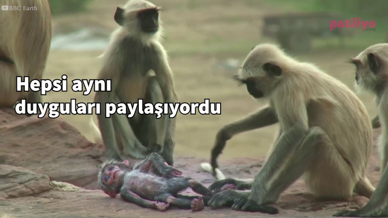 Yere düşen robot maymunu öldü zannedip üzülen, ona veda eden maymunlar...