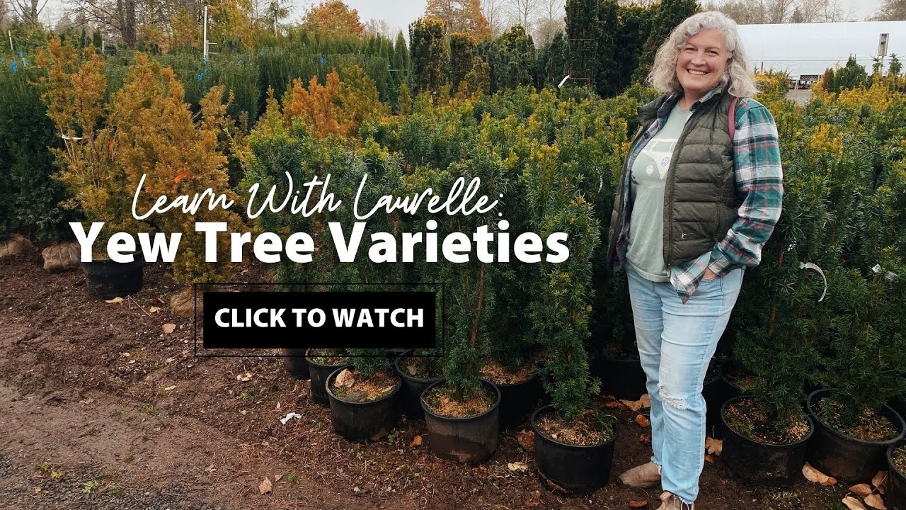 Yew Tree Varieties at Art's Nursery