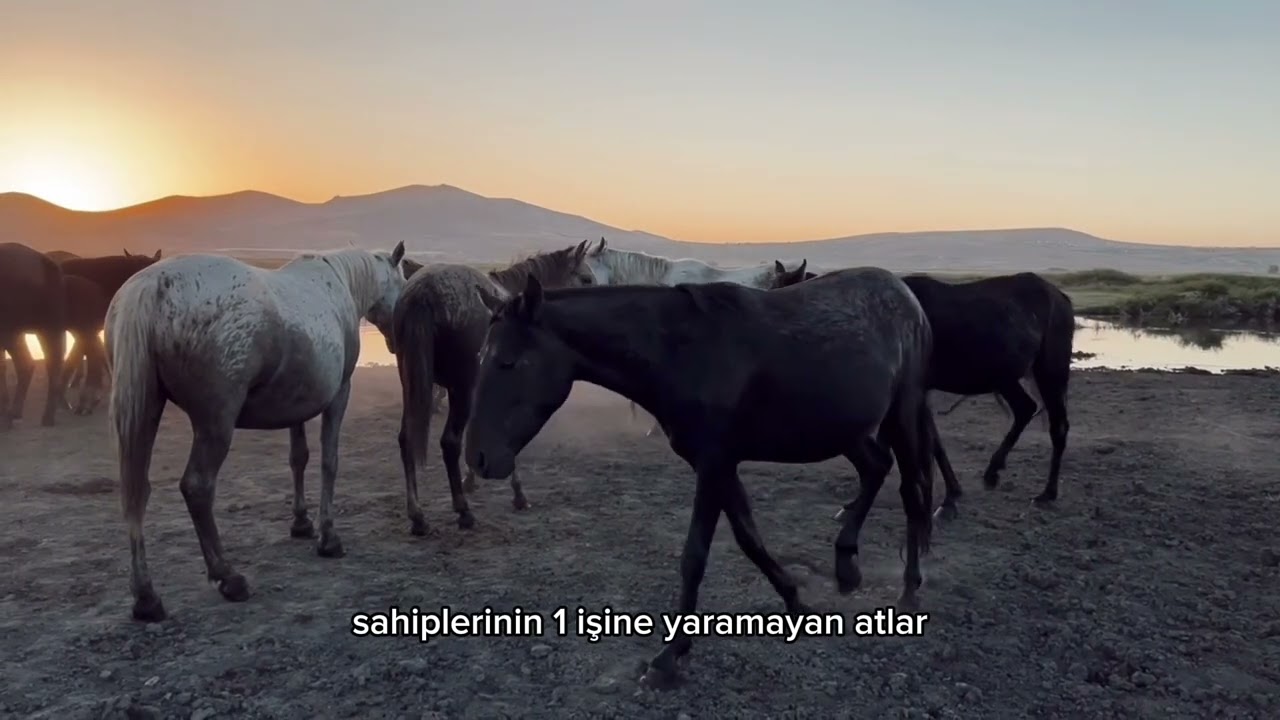 YILKI AT’LARININ ZORLU HAYATI!! #yılkıatı #horse #at #equestrian