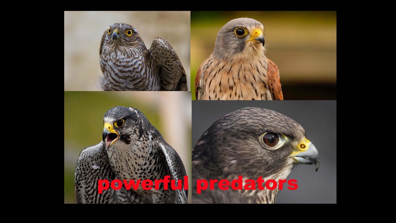 YIRTICI KUŞ SESLERİ   ** predetor birds voices ** atmaca şahin kerkenez doğan