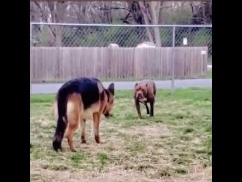 ÖYLE KAVGA GÖRÜLMEDİ ALMAN KURDU VS PİTBULL  köpek düello kavga-dövüşler #k9 #pitbull #shorts