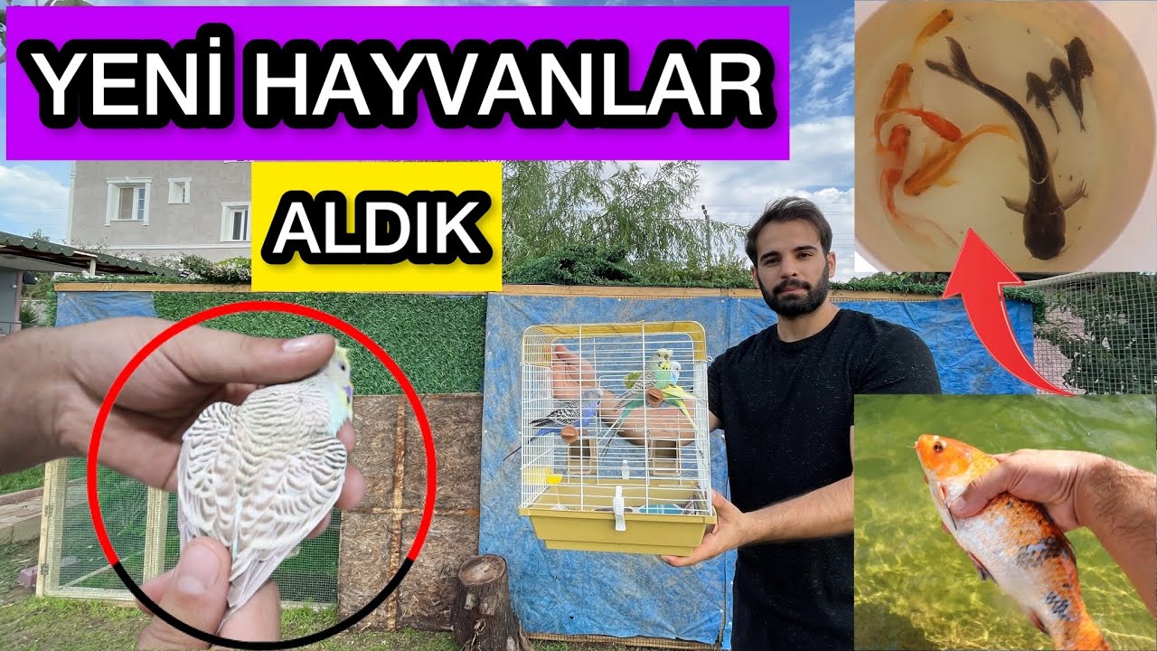 ÖYLE MUHABBET KUŞU ALDIK Kİ ! - GÖLE BALIK ALDIK !