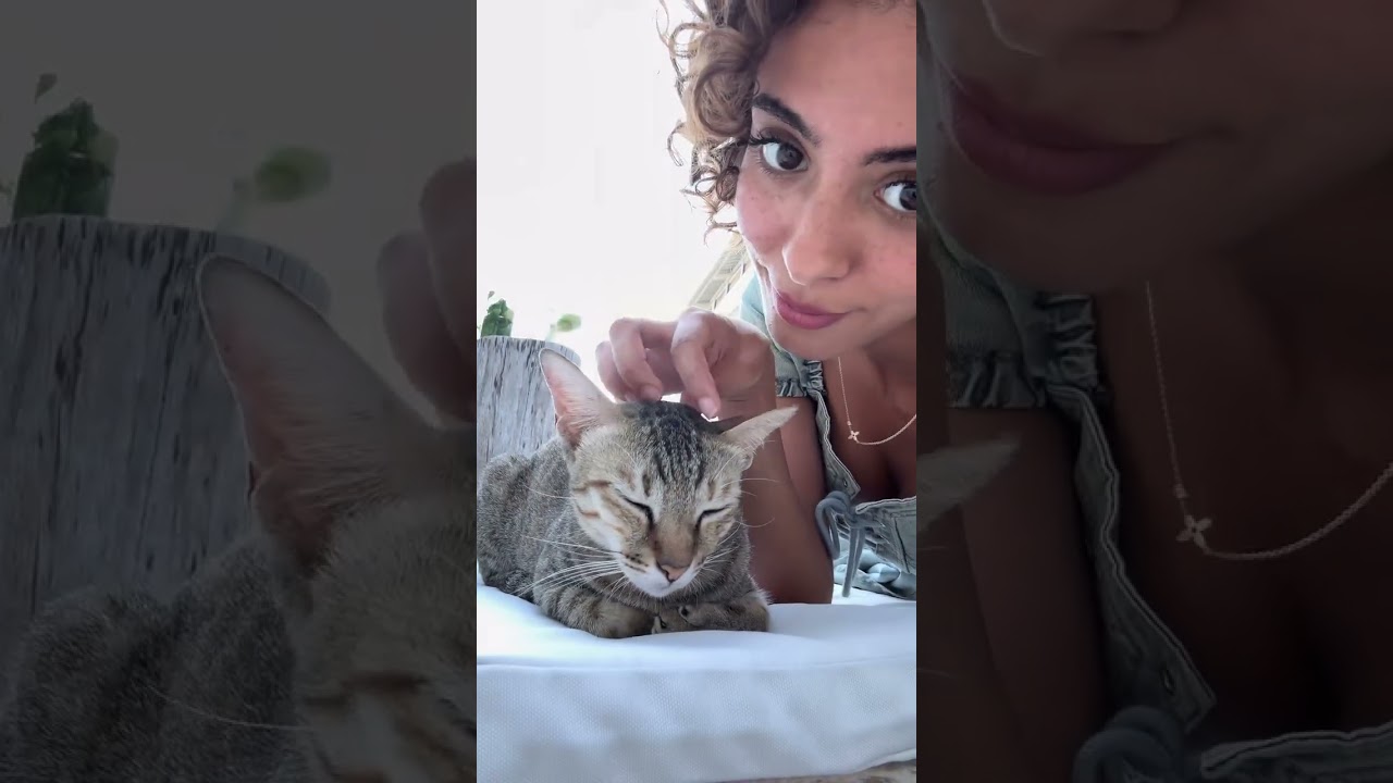 You could be the cat… #cat #fyp #beauty