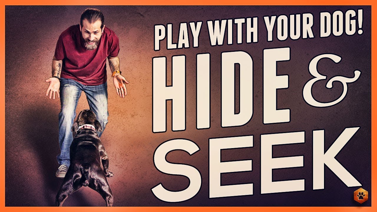 You Should be Playing Dog Hide and Seek - Learn How!