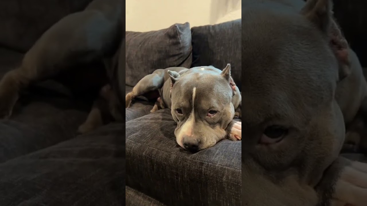 You think i’m cute?! ❤️ #bully #bullybreeds
