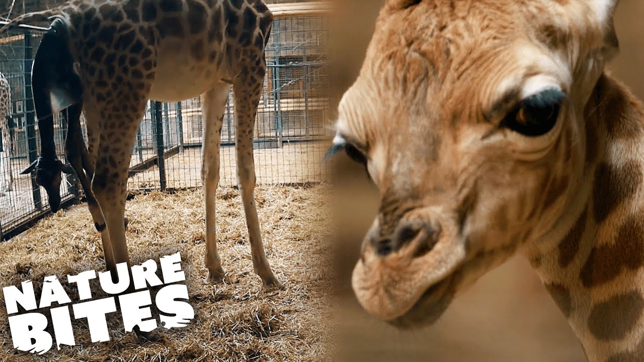 You Wont Believe How a Giraffe Gives Birth | Nature Bites