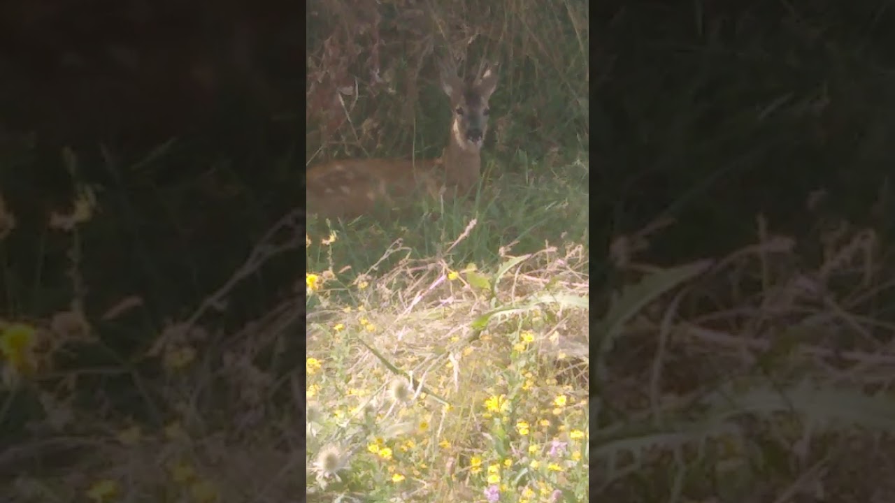 Young Deer and German Hunting Terrier
