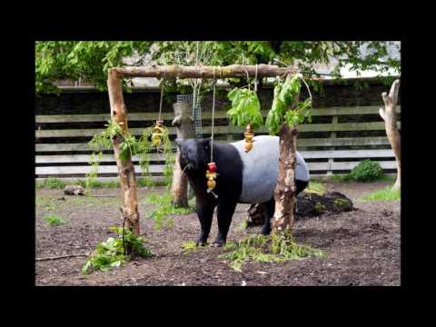 Young Malayan Tapir moves from Edinburgh to Antwerp Zoo