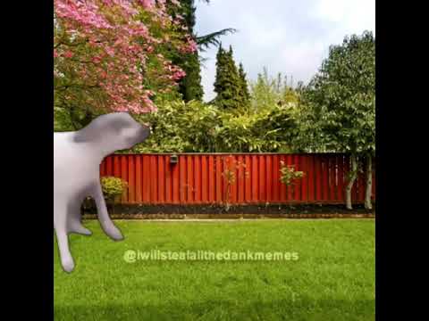 your backyard friends