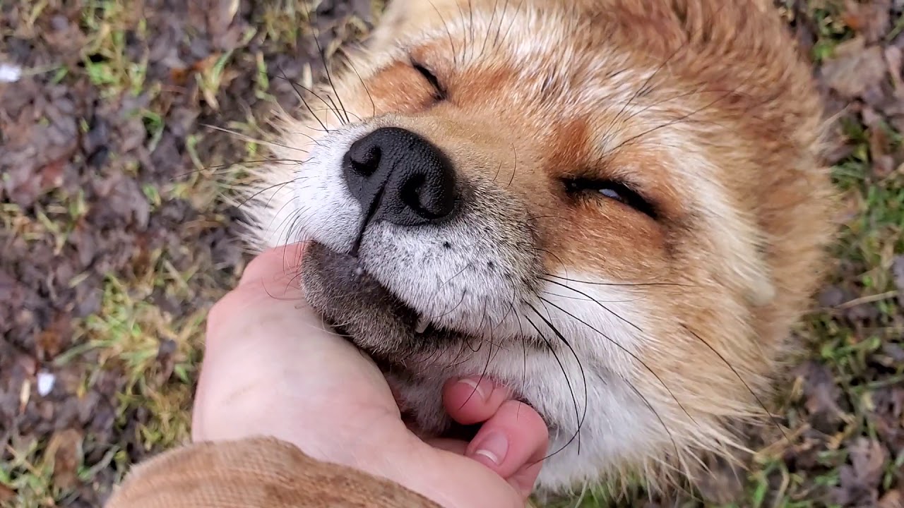 Your Finnegan Fox Fix