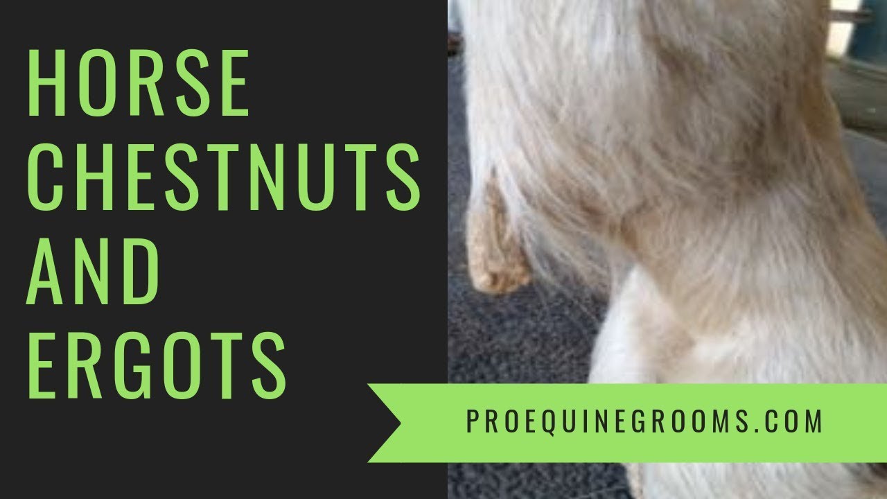 Your horse's chestnuts and ergots - a bit of folklore, history, and tips!