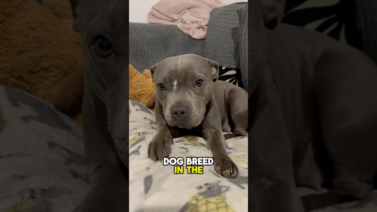 Your sign to get a staffy #shorts #dog #puppy #cute #viralvideo
