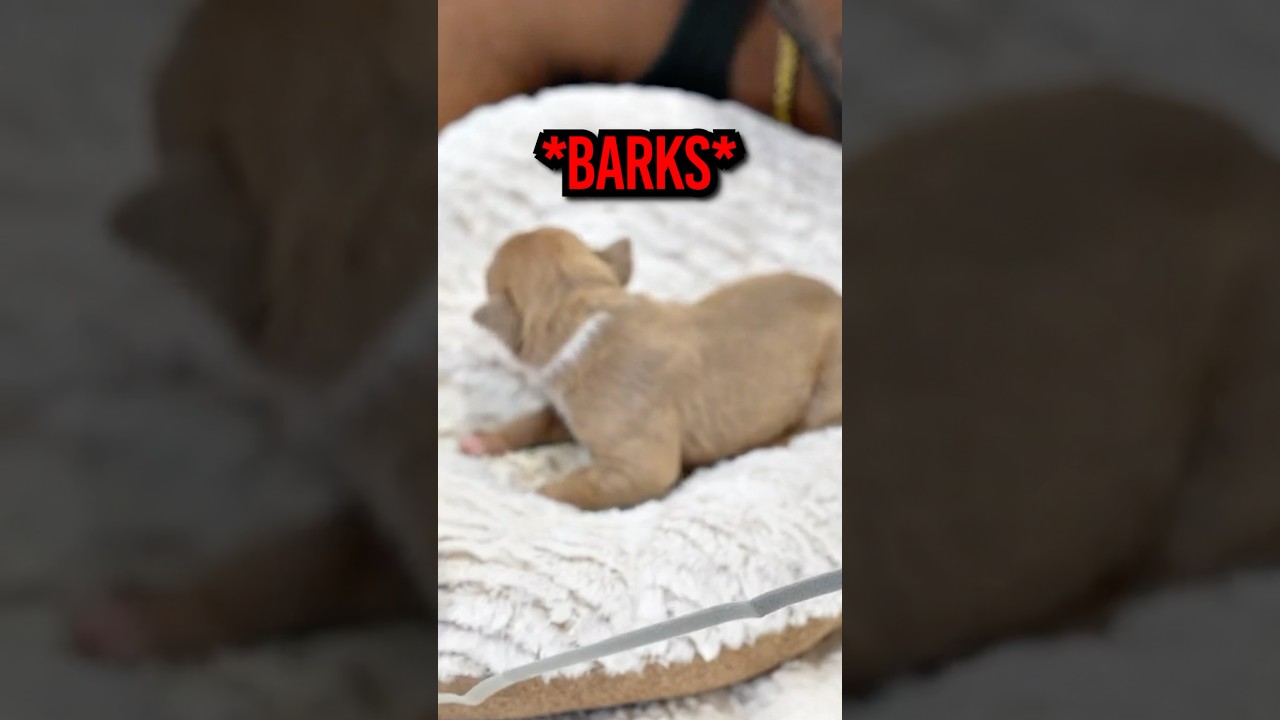YourRAGE got pressed by his puppy 😂