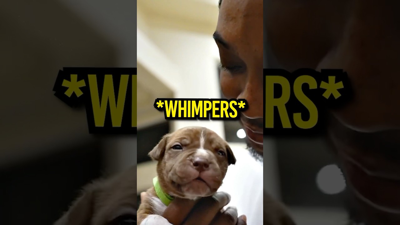YourRAGE’s puppy switched up on him 😭