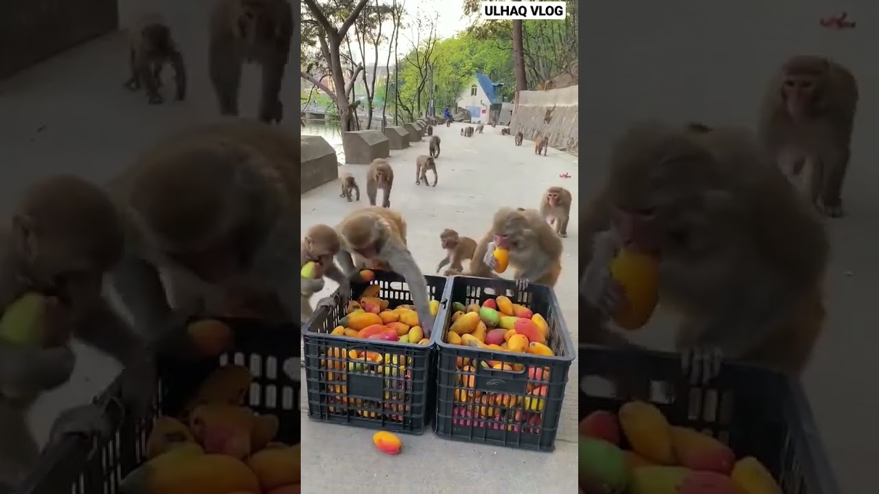 #youtube #foryou #funny #youtuber #youtubeshorts #monkey #mango #nature #beautiful #leaked#desi#mms