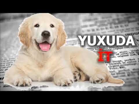 Yuxuda Evdə İt Görmək - Yuxuda it görmək - Yuxuda it dişləməsi