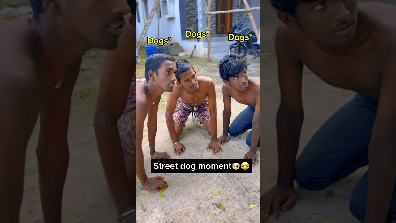 Z+ security 🤣❤️ #shorts #dog #funnyvideo #viralshorts #trend
