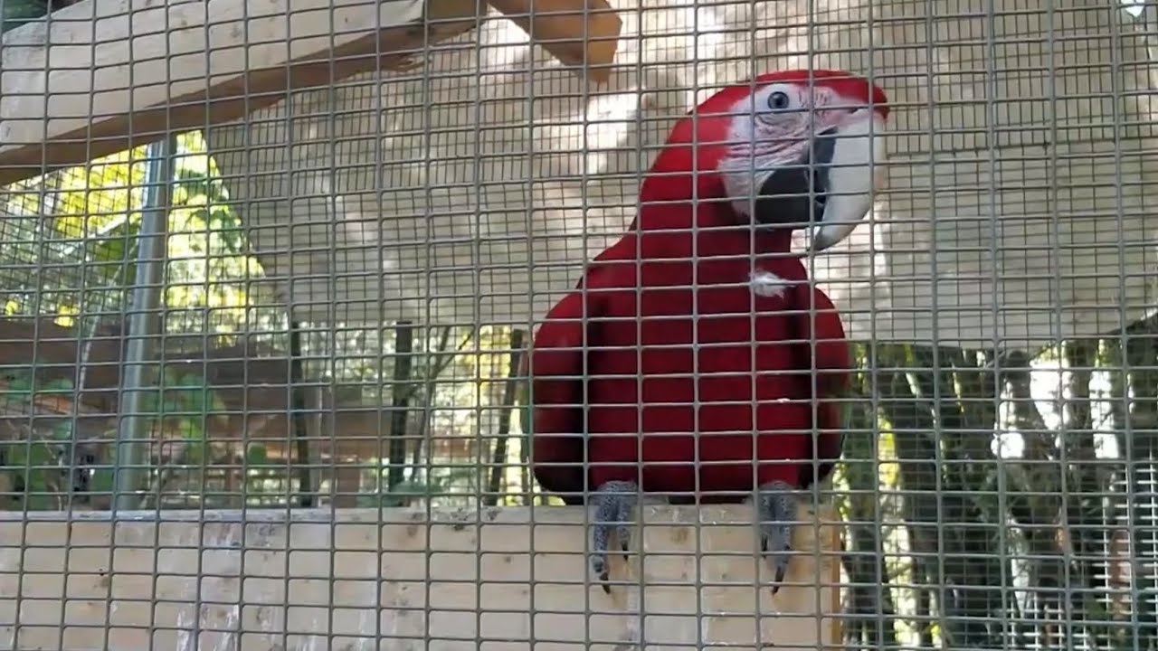 Zaksee Parrot Sanctuary: The nation's top exotic bird sanctuary in our backyard