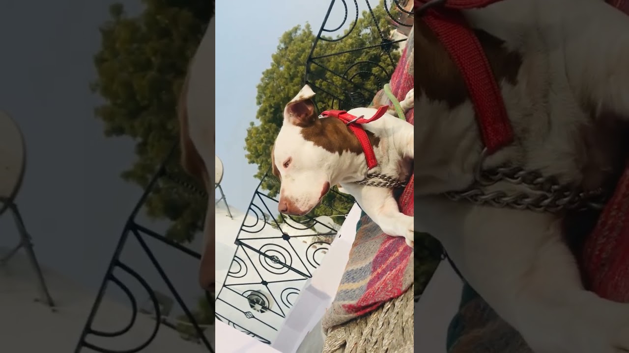 Zara 💥.         #doglover #amstaff #amstaff #ambully #pitbulldogvideo #doglifestyle #mypet #zara