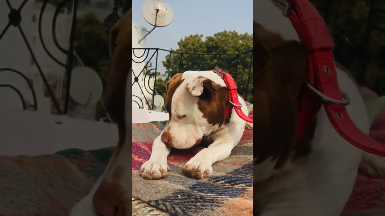 Zara #doglover #pitbull #amstaff #ambully #pitbulldogvideo #meerut #pakbully   @tomarsonvlogs