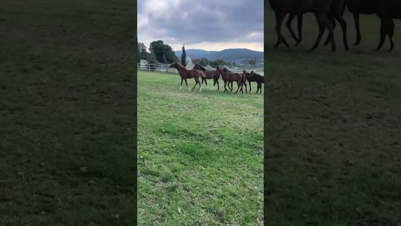 Özarar Harası ♦️