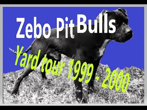 ZEBO Pit Bulls - Yard Tour  1999 - 2000 (part 1)
