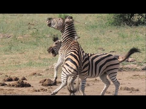 Zebra Fight for Mating Rights | Kruger Park Sightings