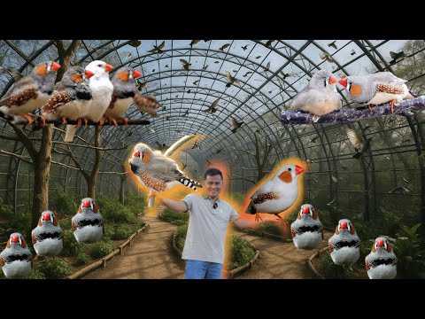 Zebra Finch Care & Breeding Guide: Tips for Happy, Healthy Birds!