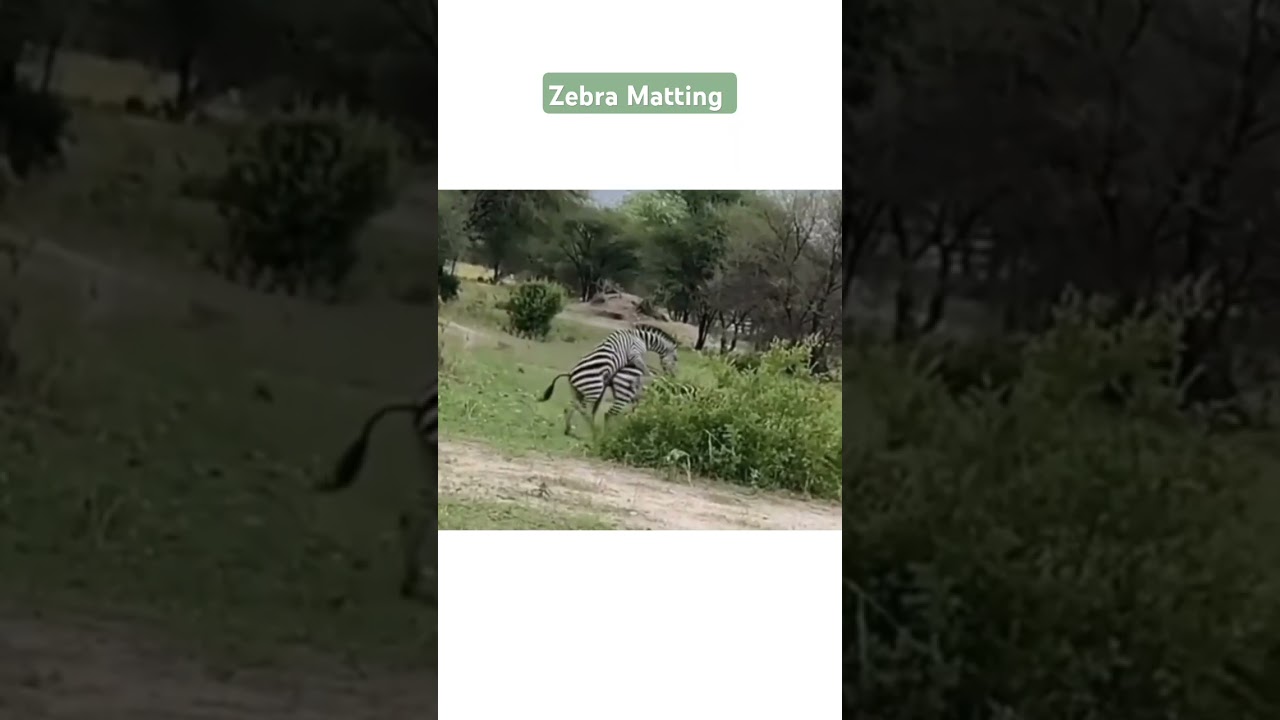 Zebra mating / Zebra meeting #matting #shorts