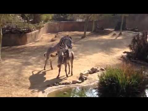 Zebra mating at LA Zoo