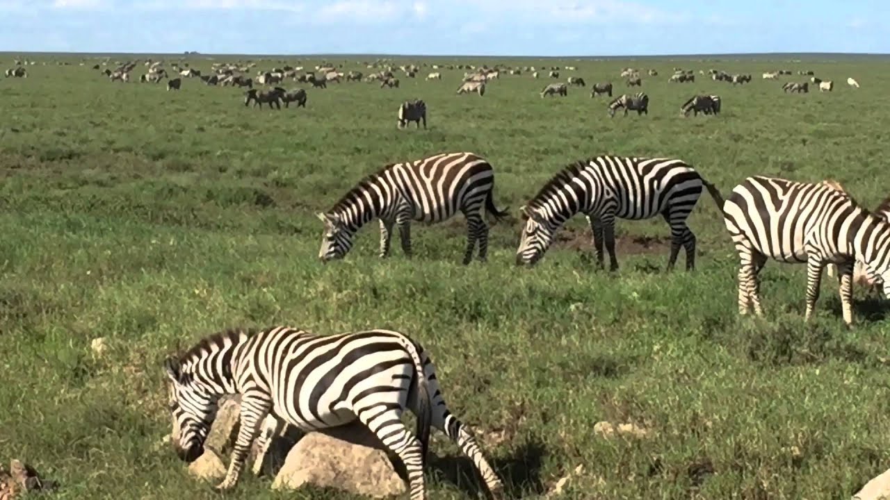 Zebra scratching tummy
