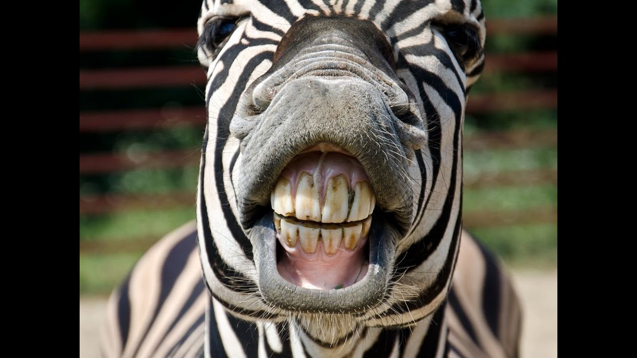 Zebra Sound