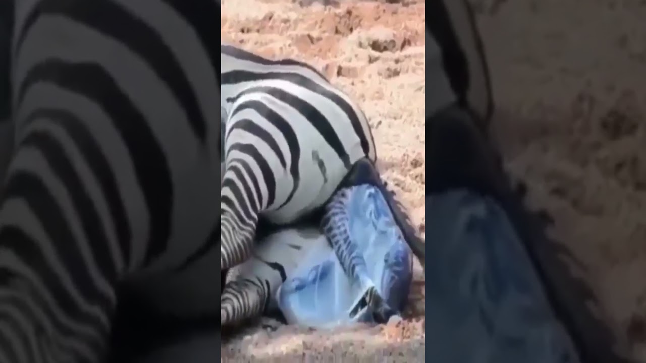 Zebra Trying to Give Birth #shorts #viral #youtubeshorts