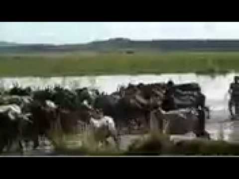 Zebu Trampling Rice Paddy-iPhone-cell.3gp