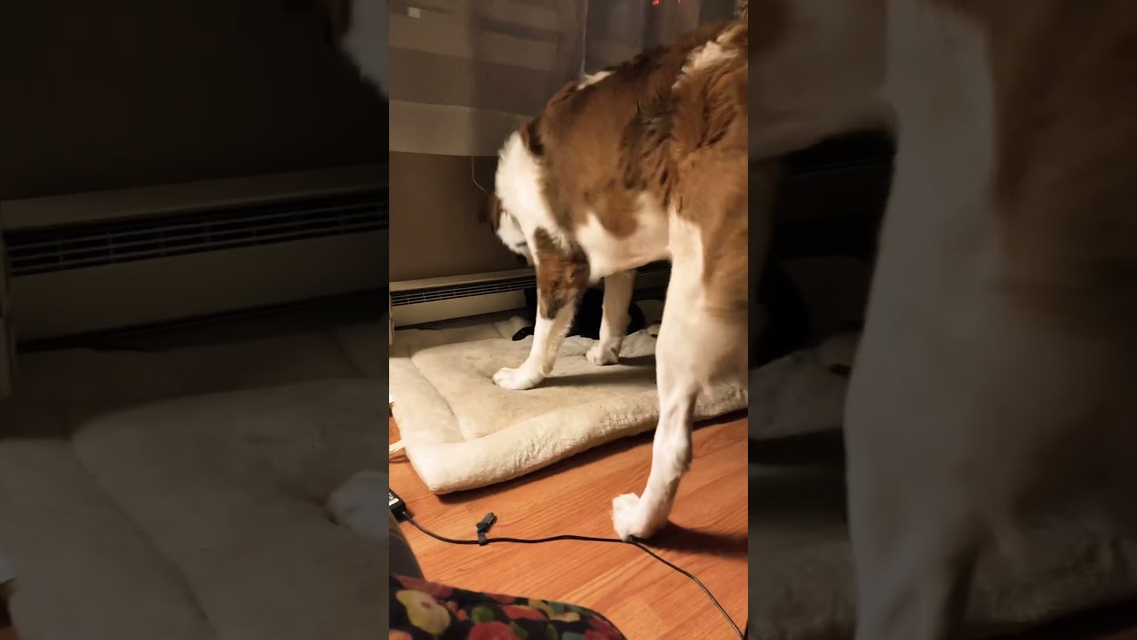 😁Zeppo takes bed back? BFF black cat 🤣St Berarnd puppy #shorts #dogs #50cent #bestfriend #cats