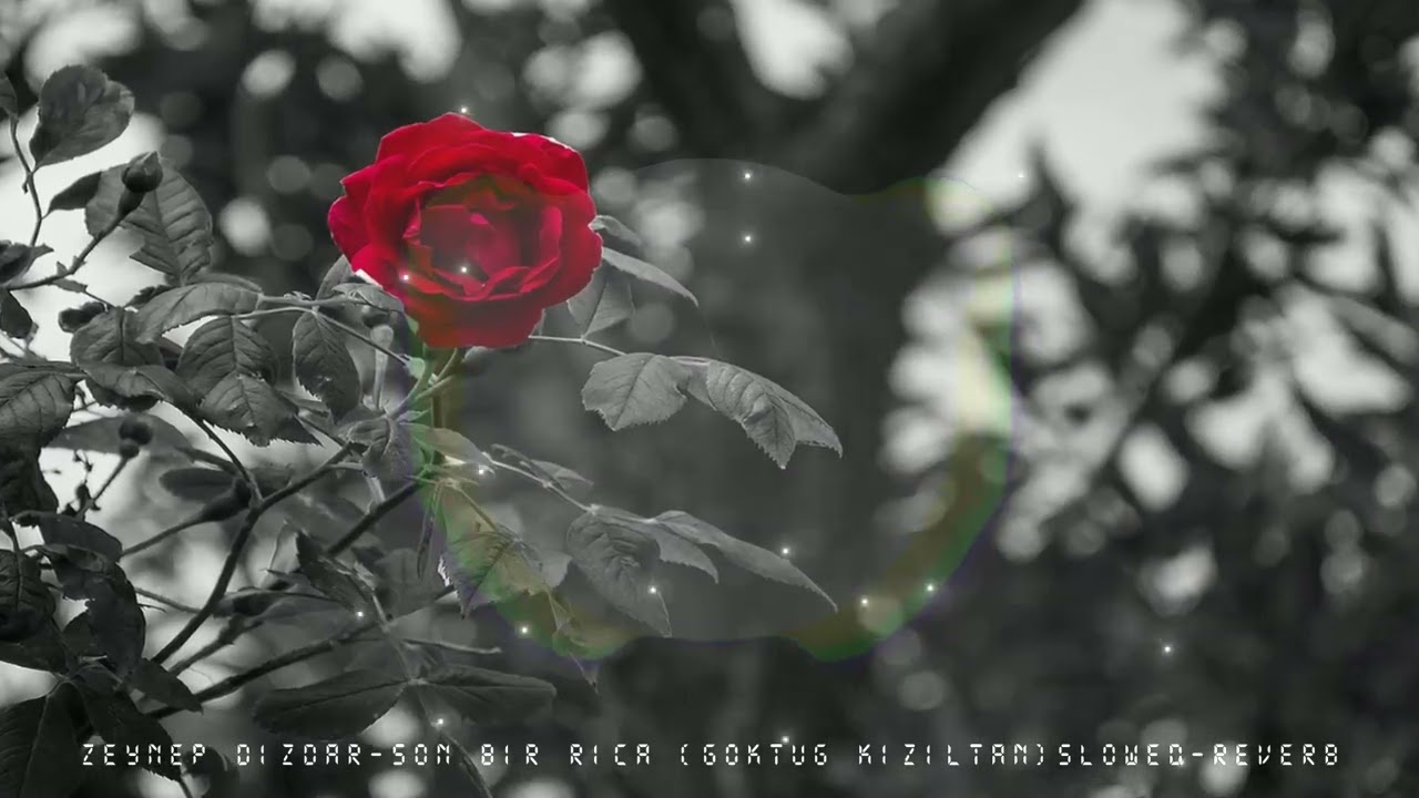 Zeynep Dizdar - Son Bir Rica (Göktuğ Kızıltan Slowed & Reverb  Remix) 0:45  İlerletiniz.#tiktokviral