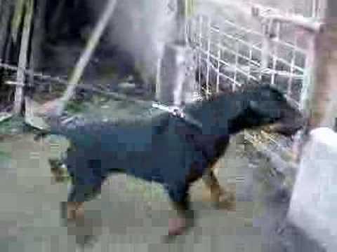 Zhar - young jagdterrier in action