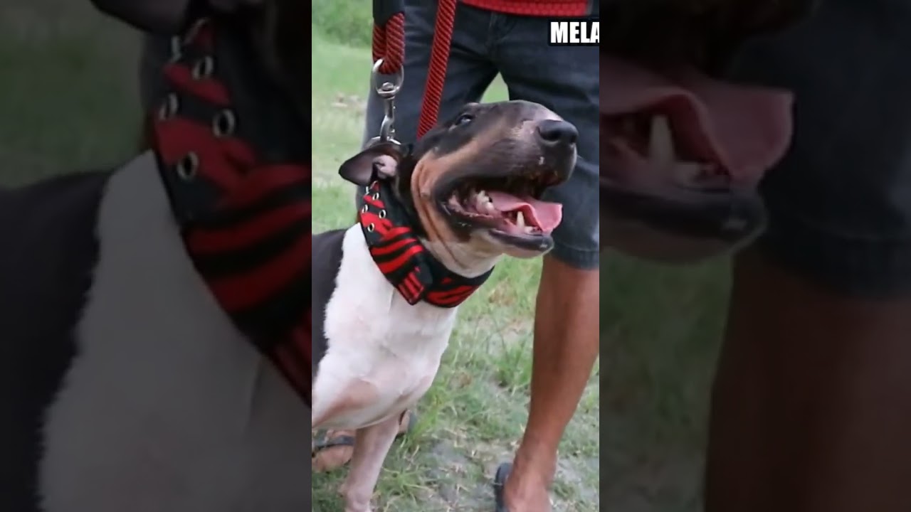ZIZI BETINA BULLTERRIER IMPORT DARI SLOVAKIA