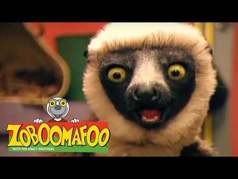 Zoboomafoo 3 Bölüm Türkçe dublaj