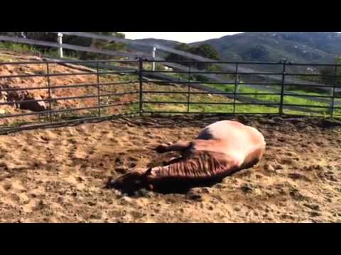 Zoe rolling 322 days pregnant.