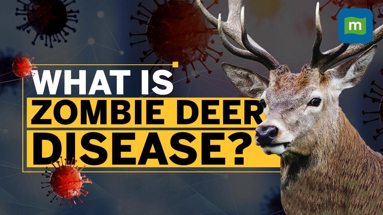 Zombie Deer Disease Outbreak Raises Concerns After COVID | Should You Worry?