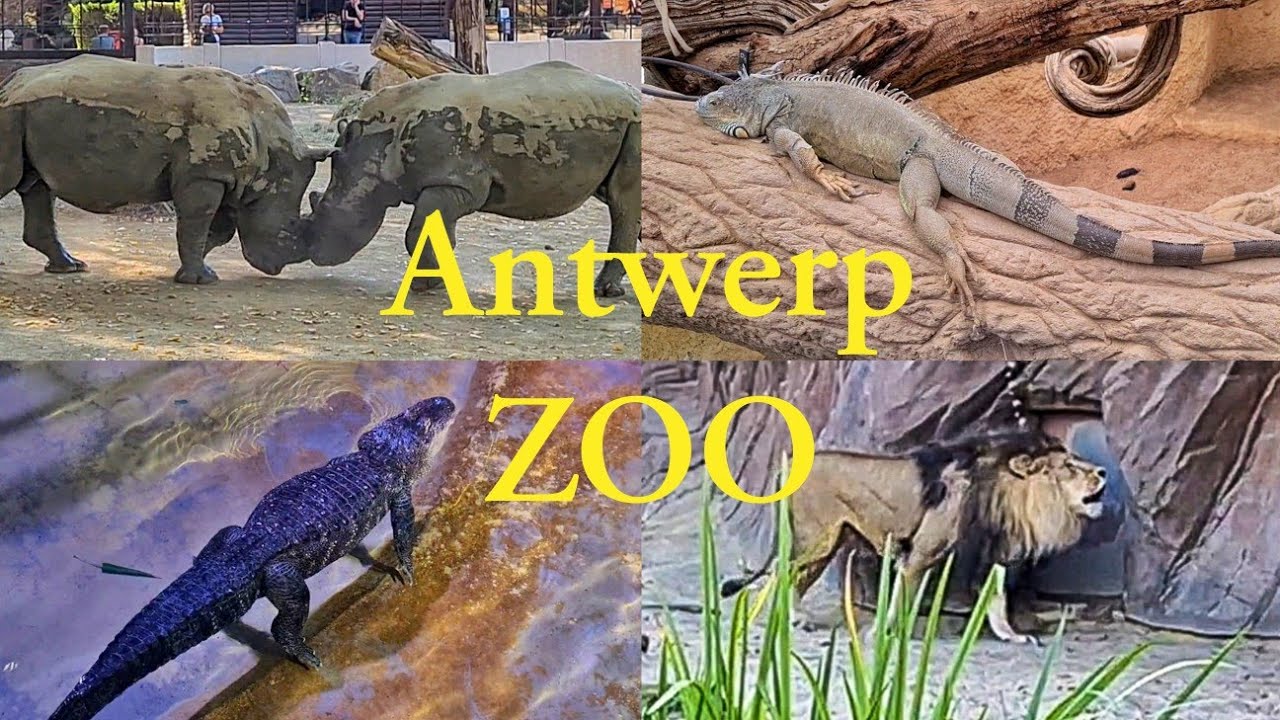 Zoo Antwerp | Animal Park | Antwerpen