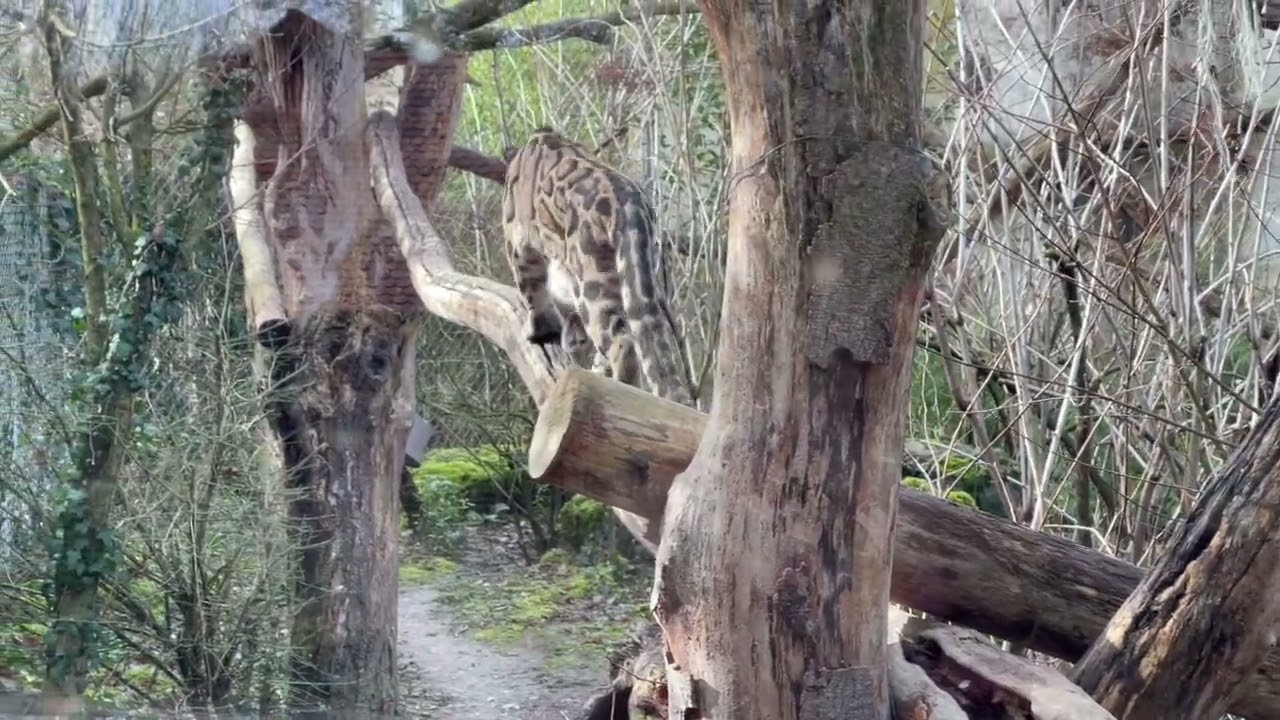 Zoo of Mulhouse, home of lions, tigers, red panda, snow leopard and other marvelous animals #cats
