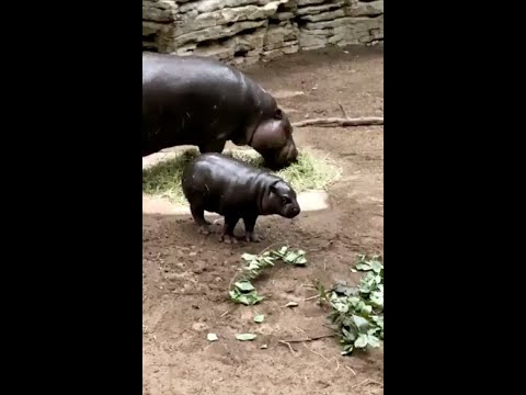 Zoo to You: A visit with baby hippo Ptolemy and mom Cleo