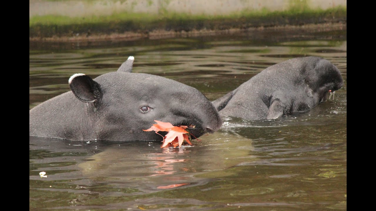 Zwemmende Maleise tapirs / Swimming Malayan tapirs : ZOO Antwerpen